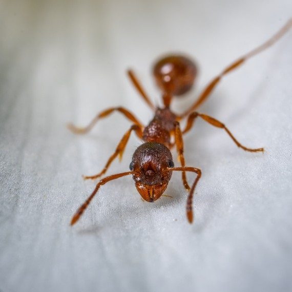 Field Ants, Pest Control in Garston, Leavesden, WD25. Call Now! 020 8166 9746