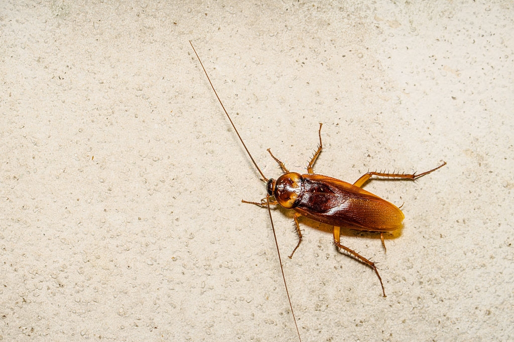 Cockroach Control, Pest Control in Garston, Leavesden, WD25. Call Now 020 8166 9746