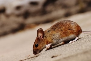 Mice Control, Pest Control in Garston, Leavesden, WD25. Call Now 020 8166 9746