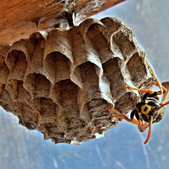 Wasps Nest, Pest Control in Garston, Leavesden, WD25. Call Now! 020 8166 9746