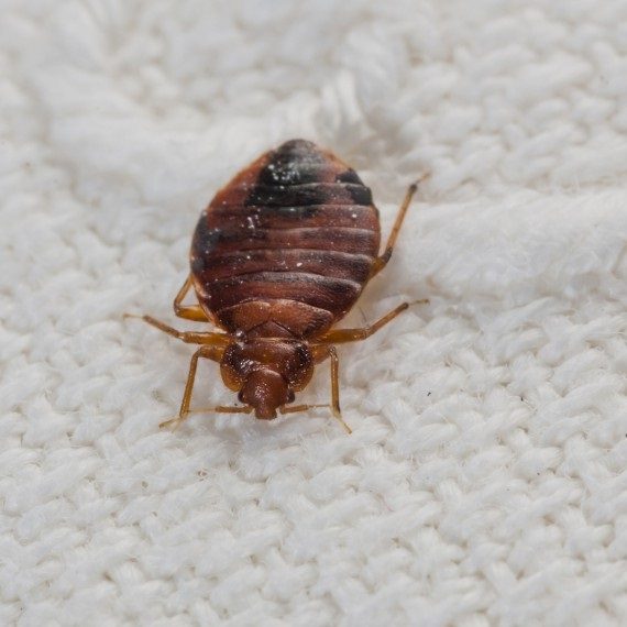 Bed Bugs, Pest Control in Garston, Leavesden, WD25. Call Now! 020 8166 9746