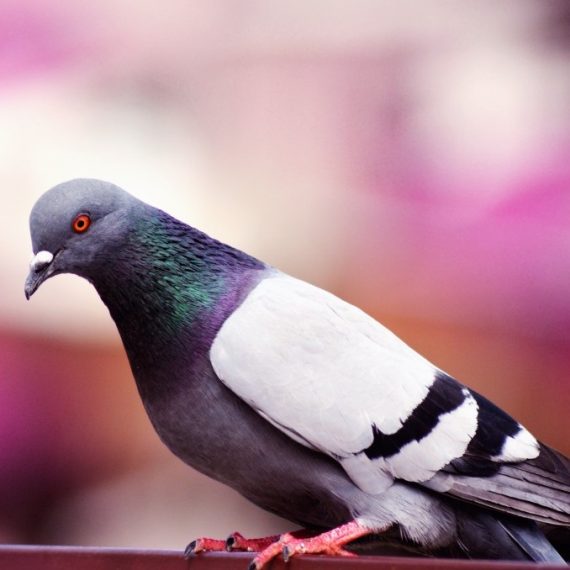 Birds, Pest Control in Garston, Leavesden, WD25. Call Now! 020 8166 9746