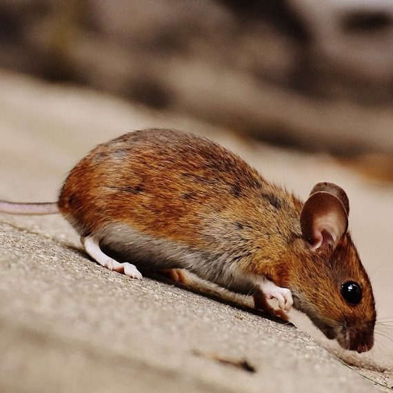 Mice, Pest Control in Garston, Leavesden, WD25. Call Now! 020 8166 9746
