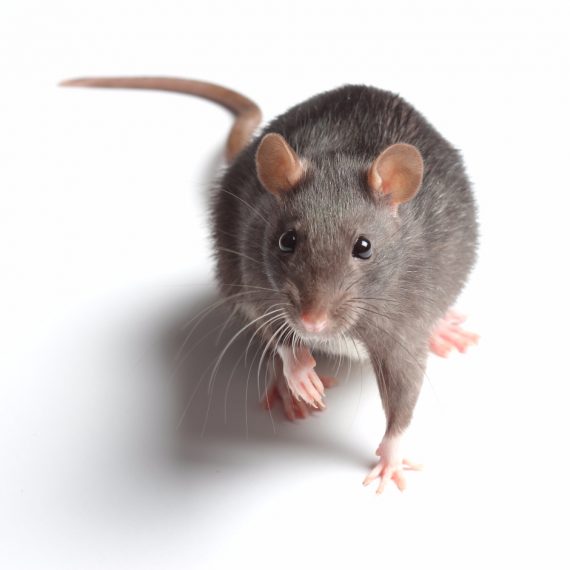 Rats, Pest Control in Garston, Leavesden, WD25. Call Now! 020 8166 9746